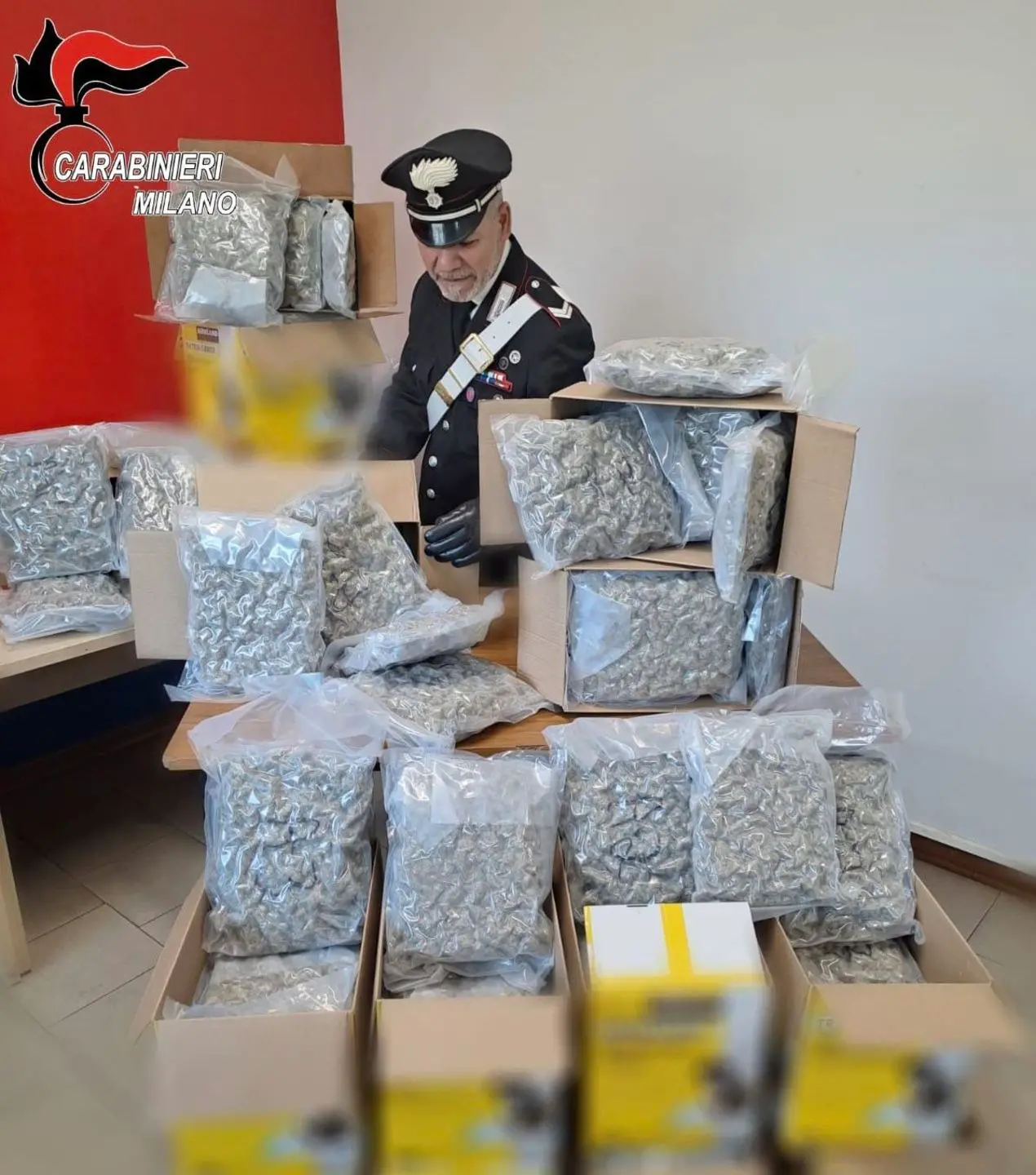 Settala, un quintale di marijuana nascosto nel bancale al posto di prodotti per cani