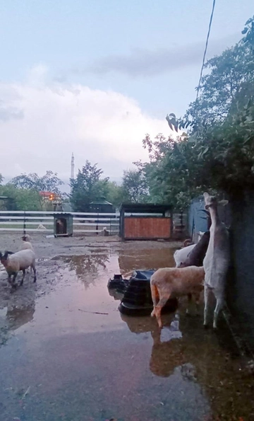 Grandine a Monza: Merli, Civette e Animali Selvatici Feriti