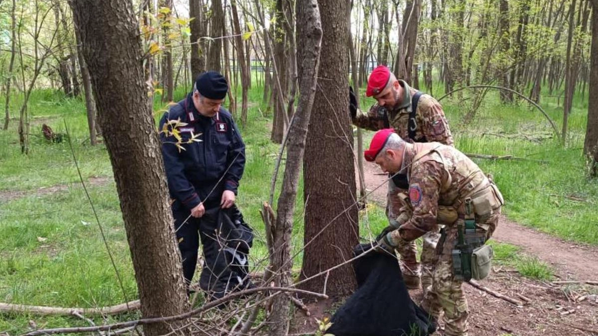 Boschi della droga e spaccio. In manette tre stranieri e un imbianchino legnanese