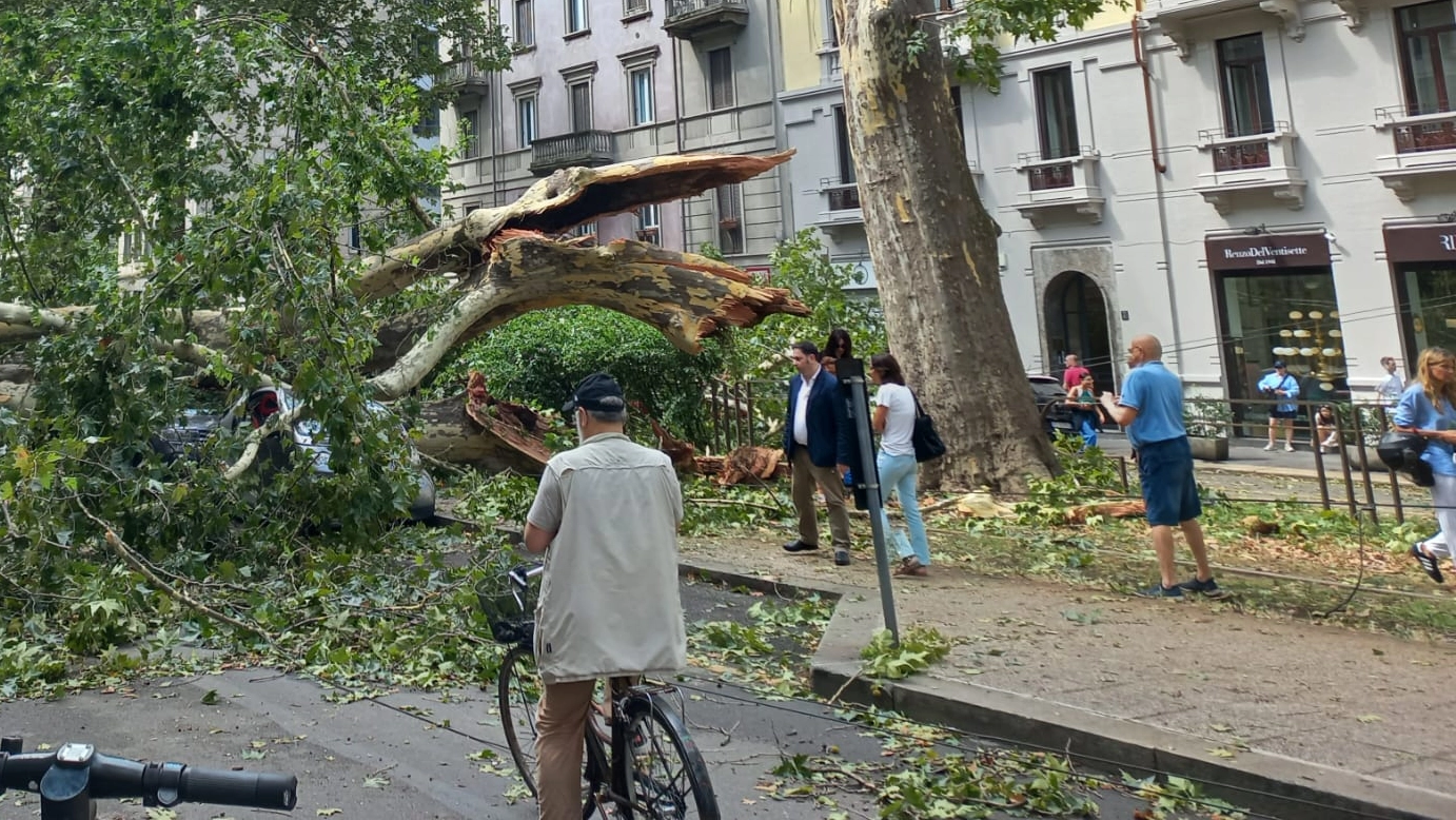 Gli alberi abbattuti dal nubifragio a Milano che hanno bloccato la circolazione dei mezzi pubblici