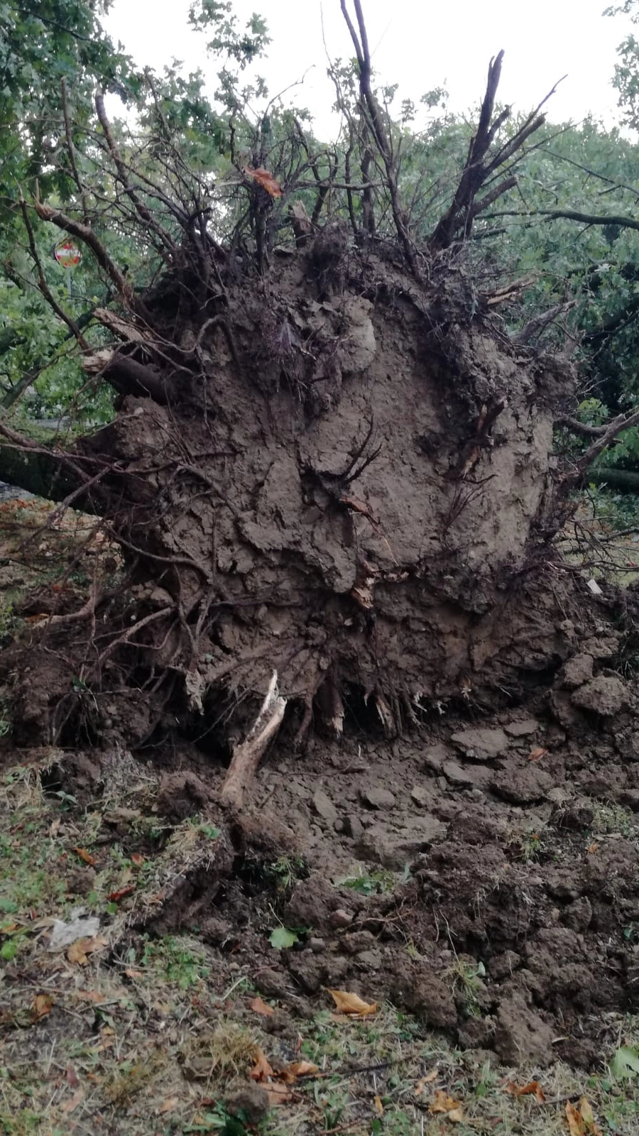 Un albero caduto nel Milanese