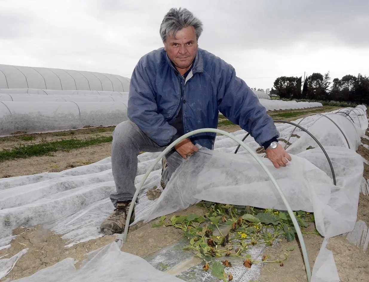 Siccità e troppi conigli: agricoltura in agonia