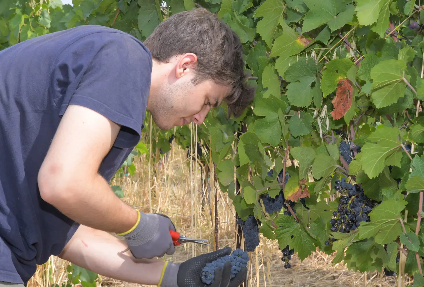 Broni, nell’Oltrepò il vino è "spaziale": vigne sorvegliate dai satelliti