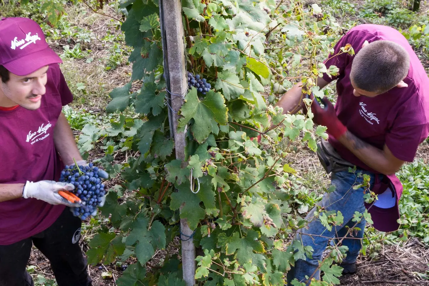 Vendemmia da Oscar in Valtellina. Calo per mele e miele