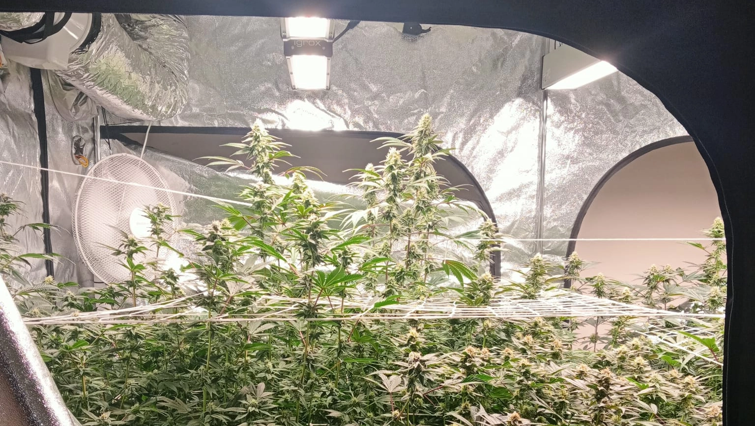 La piantagione di marijuana rinvenuta nell'abitazione del 36enne