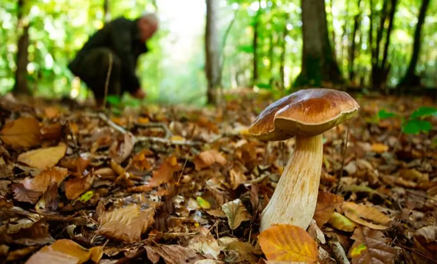 Mangiano funghi velenosi, restano intossicati. Cosa sapere: le indicazioni di Ats