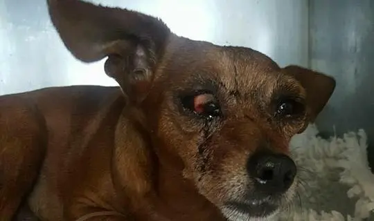 Bovisio, cagnolino pestato a sangue e accecato da ignoti