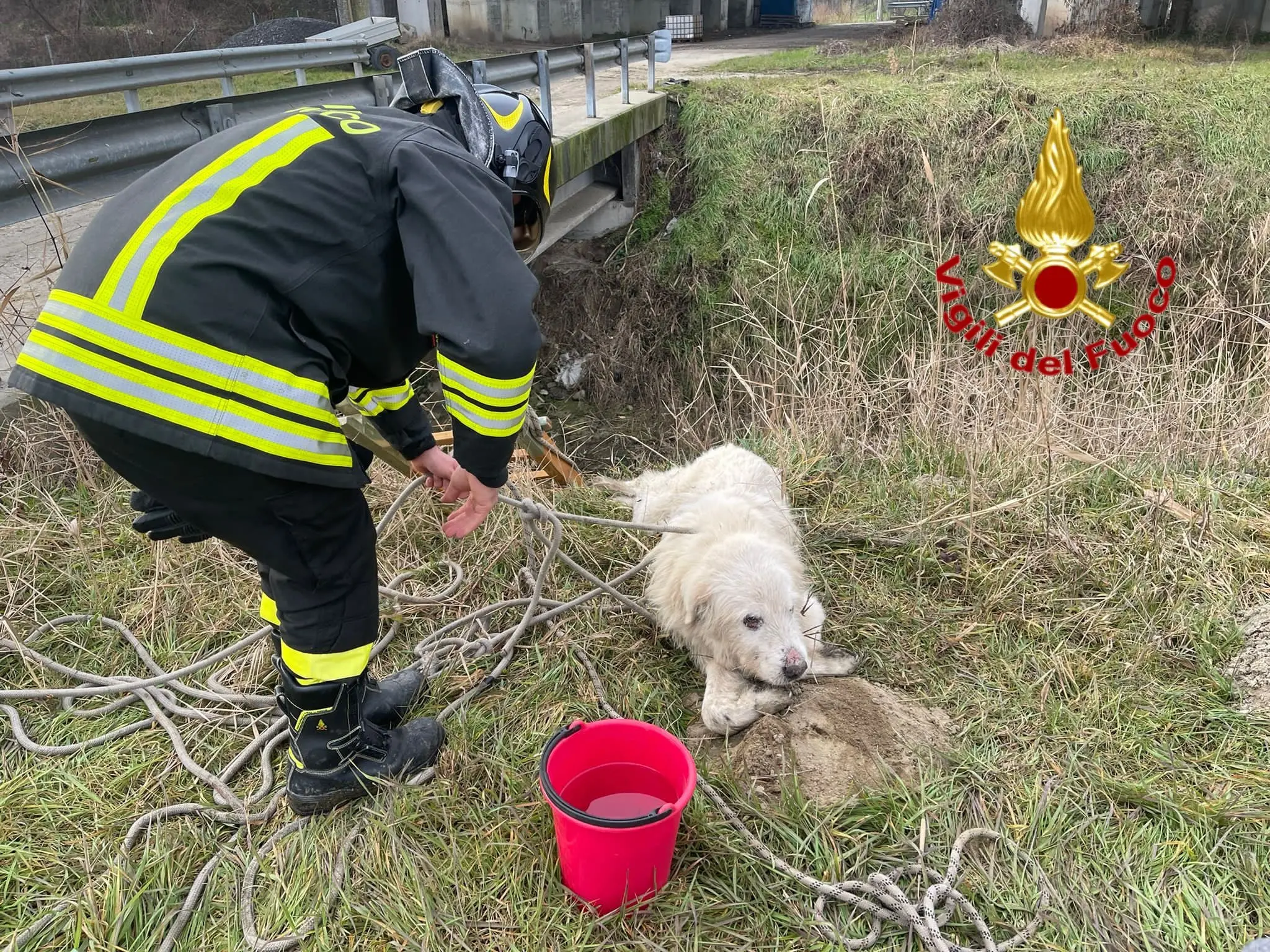 Cascina Mortizzola, cane intrappolato nella roggia: salvato dai vigili del fioco