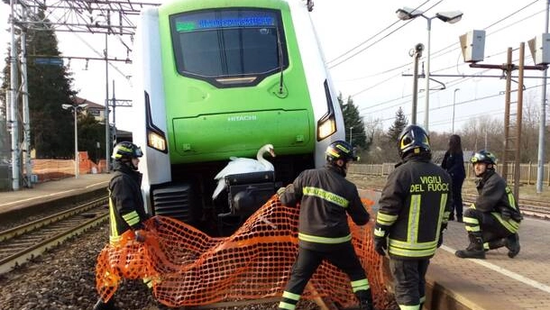 Il salvataggio del cigno appollaiato sulla locomotiva di un treno