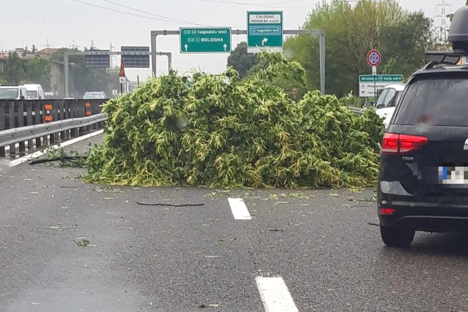 Uno degli alberi caduti sulla Tangenziale Est