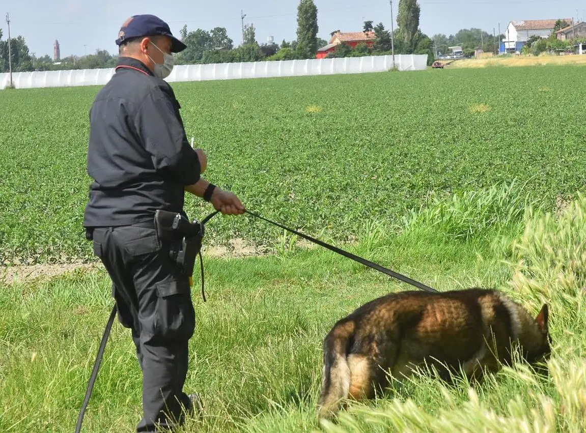 I cani molecolari allenano il loro fiuto a Consonno