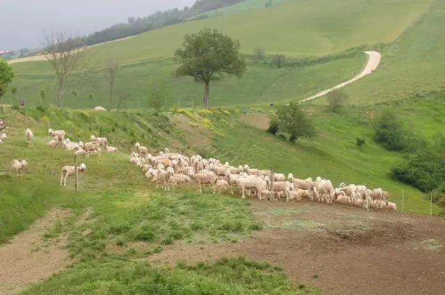 Lonate Pozzolo, sparite 180 pecore al pascolo