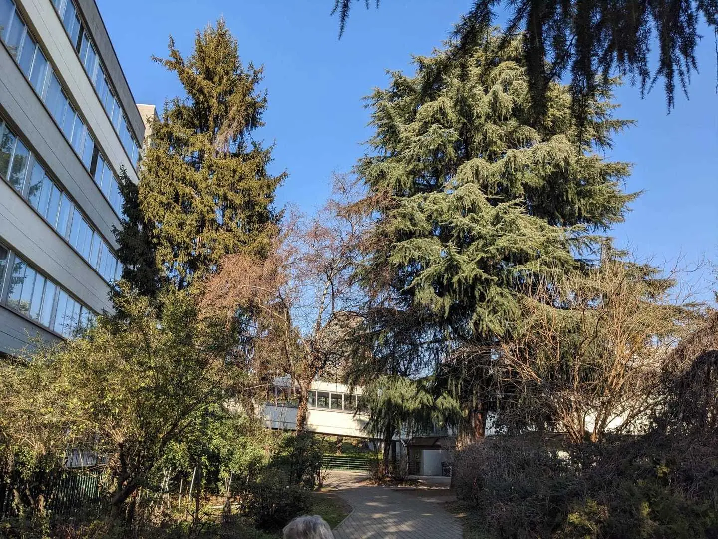 Saronno, mobilitazione di prof e studenti per salvare il cedro del Libano