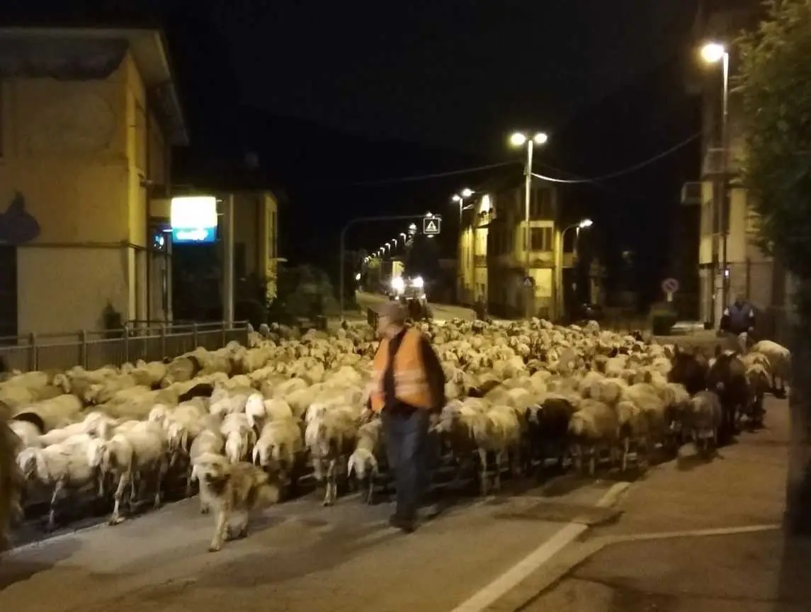 Canzo, lo spettacolo della transumanza verso i monti della Vallassina / VIDEO