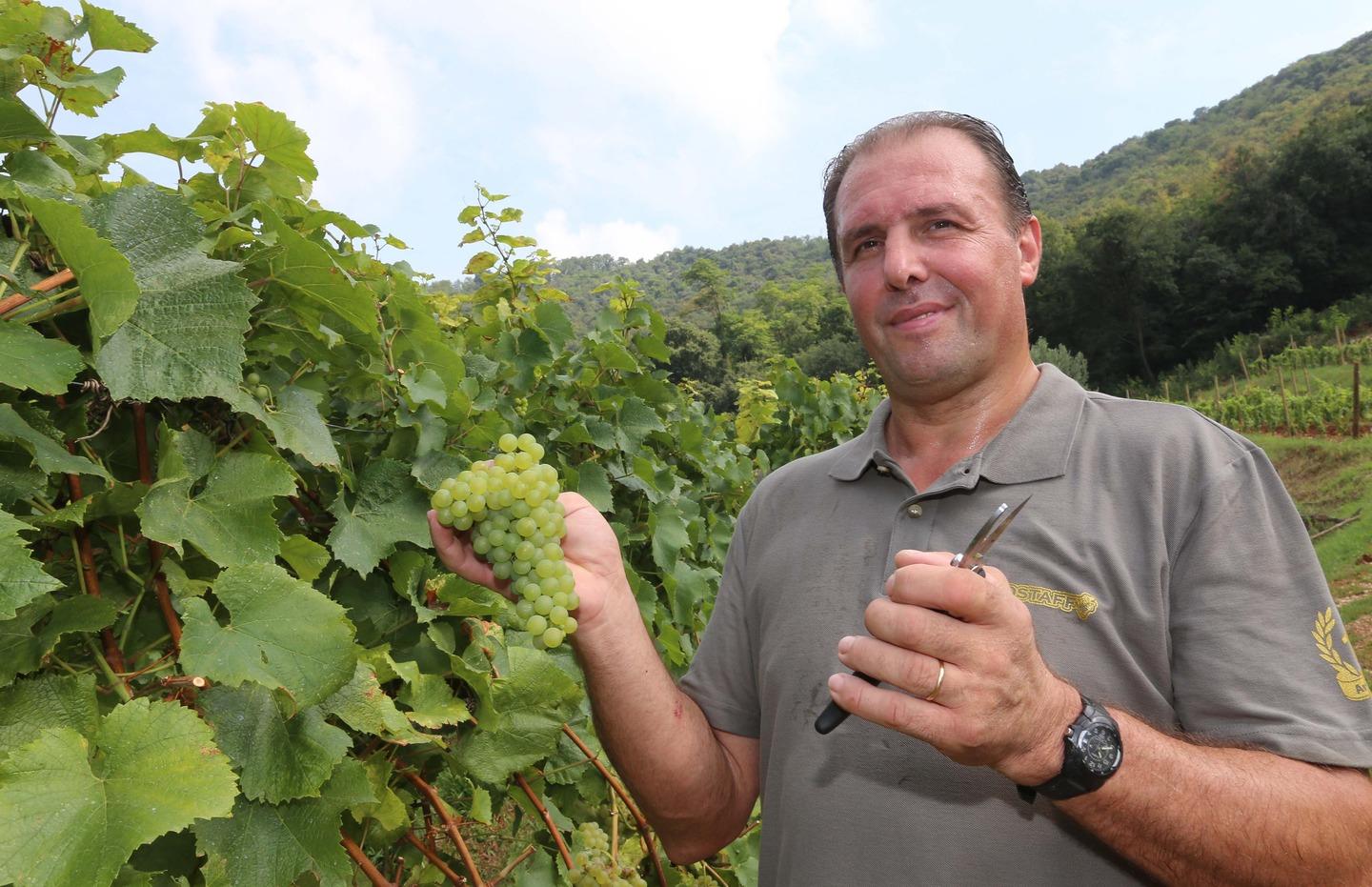 Al Via La Vendemmia I Primi Grappoli Raccolti A Coccaglio Nel Bresciano Foto