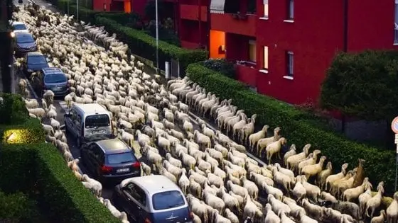 Lecco, transumanza delle pecore: all'assalto delle piante dei condomini