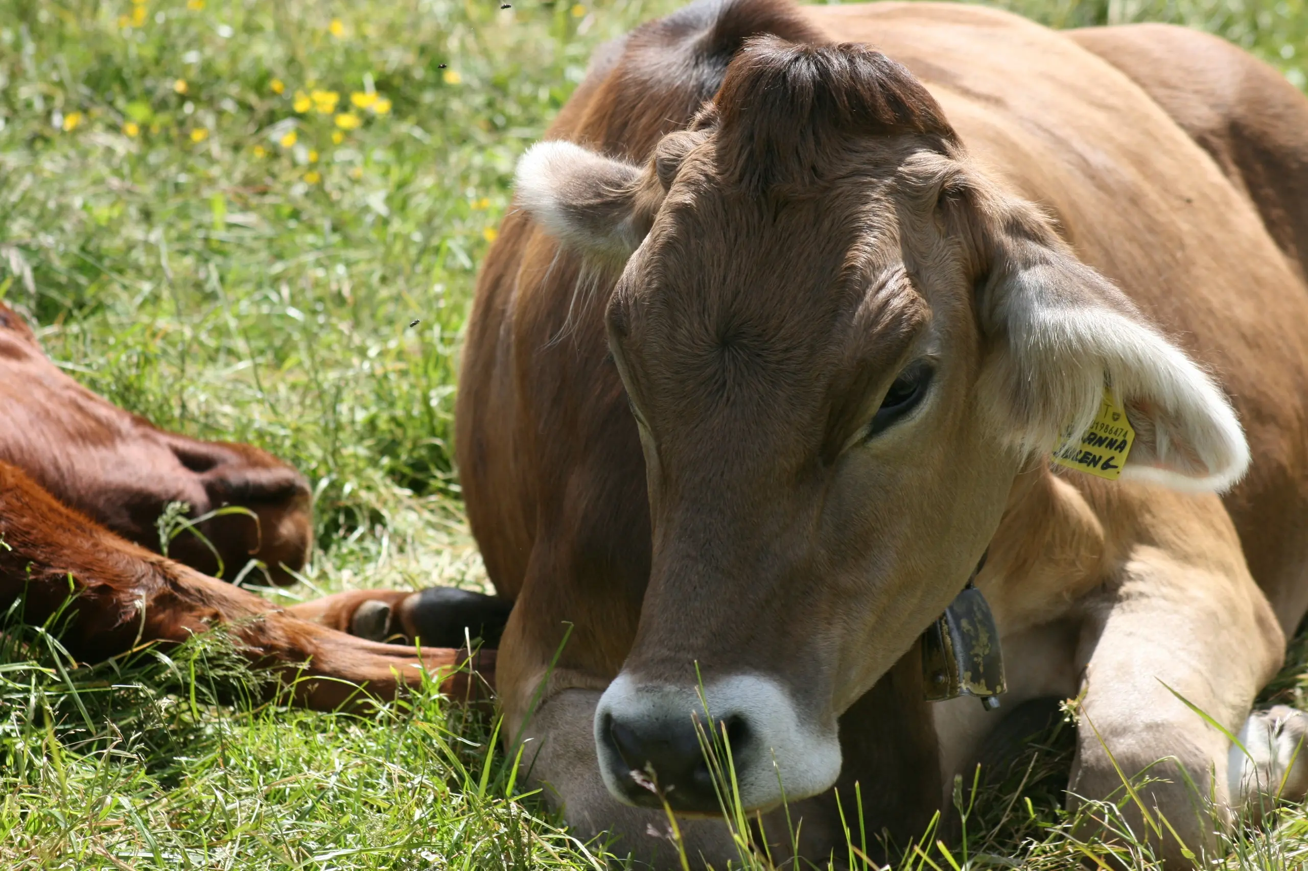 Il formaggio Silter diventa dop: il marchio dalla Commissione Europea