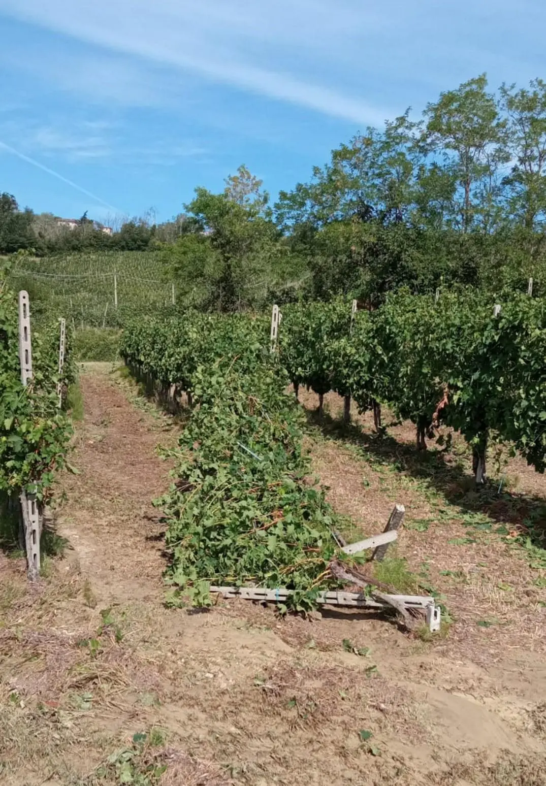 Milano-Mortara interrotta e grandine sui vigneti