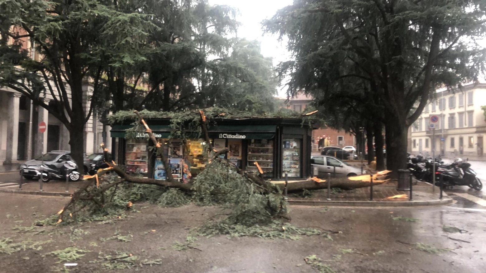 Il grande ramo caduto davanti al Comune di Monza