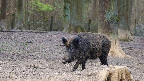 La presenza dei cinghiali è un problema su più fronti