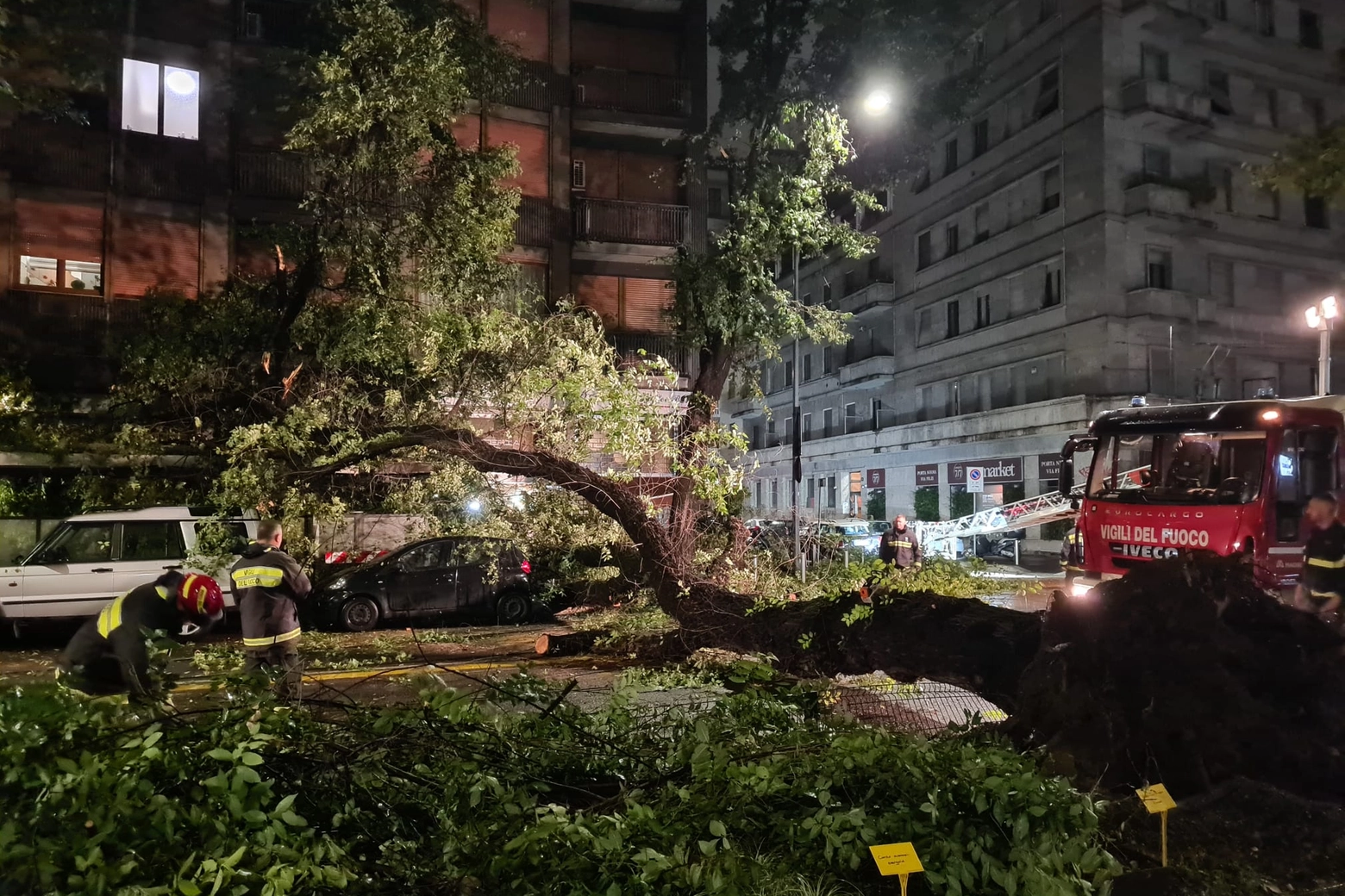 L'albero caduto nella notte per i temporali