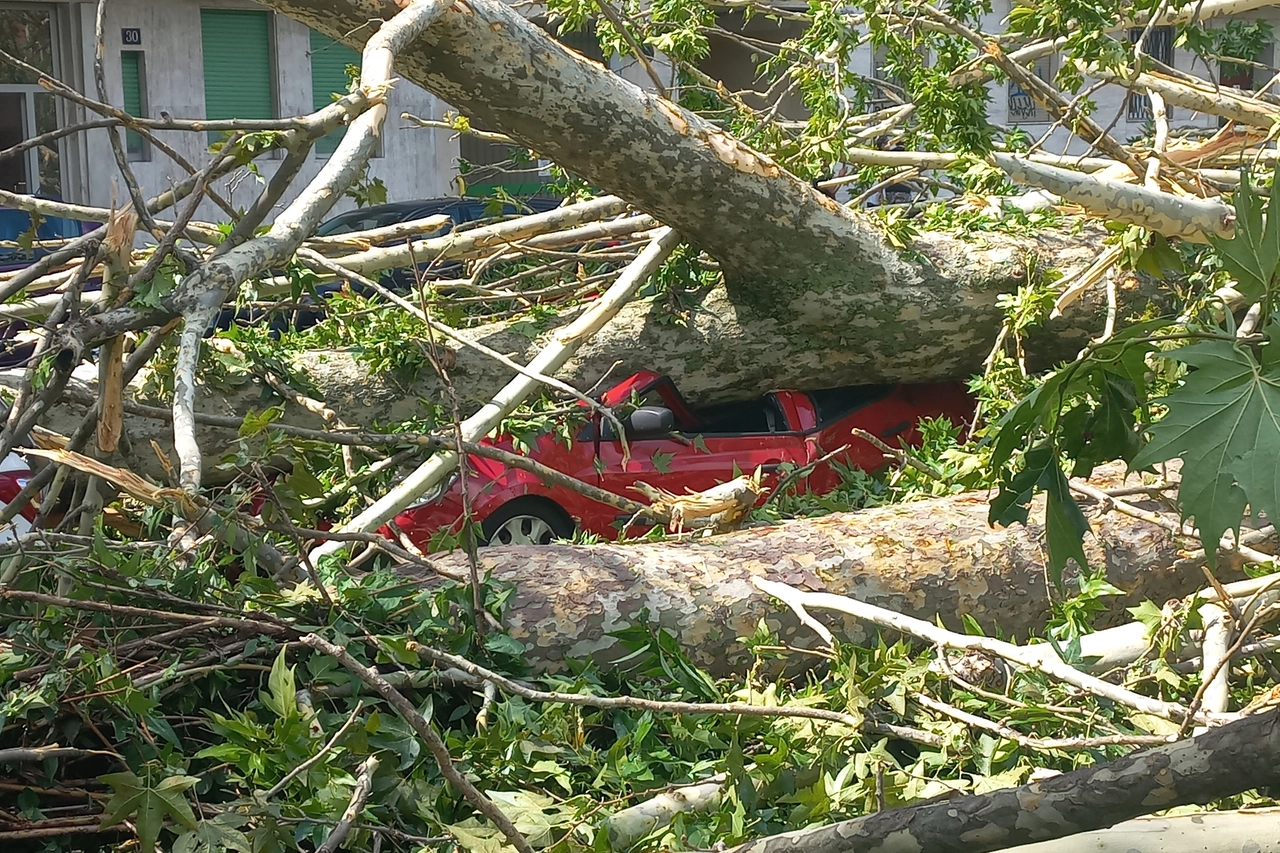 Auto sotto un albero a Milano