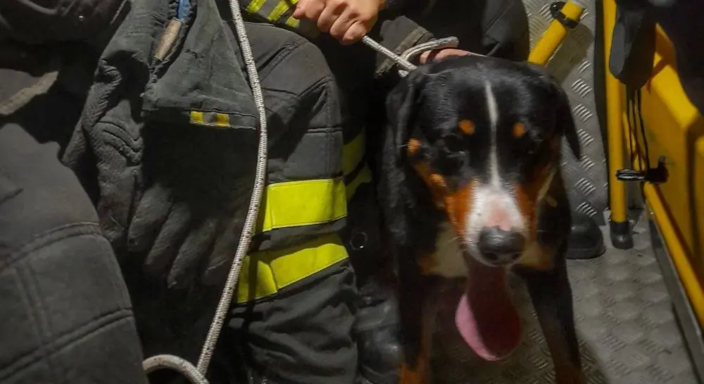 Ballabio, in fuga dai botti si incastra tra le sbarre: i vigili del fuoco salvano un cane