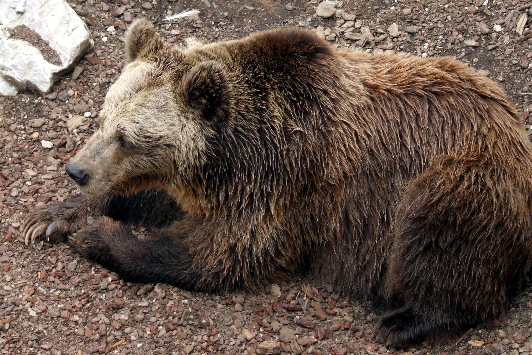 L'orso bruno è affamato: sbranate 10 pecore