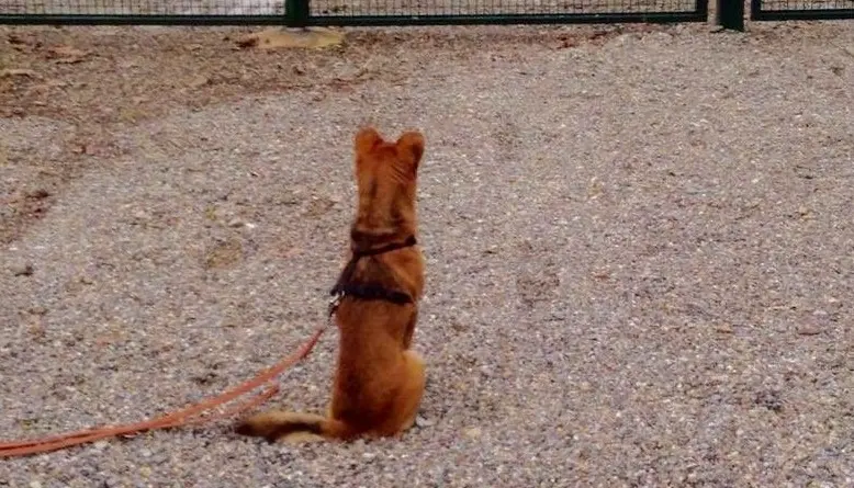 Il cagnolino Jim aspetta il suo padrone morto