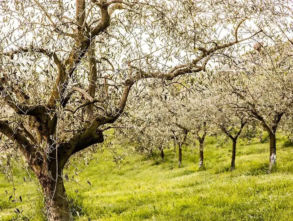 La grandine sugli uliveti: "Perso tutto il raccolto"