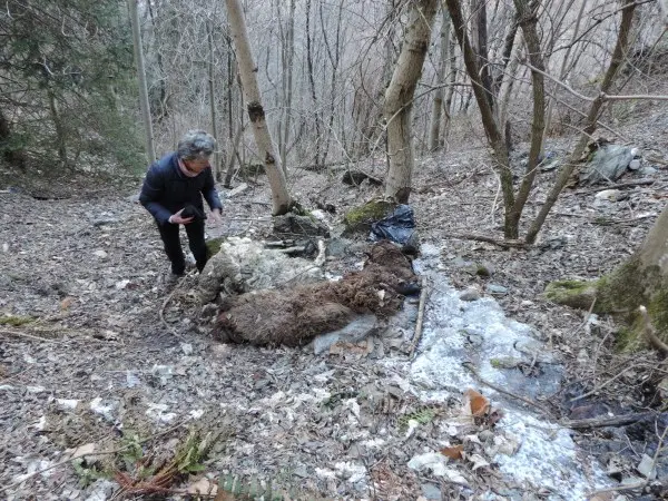 Tirano, pecore morte abbandonate nel bosco