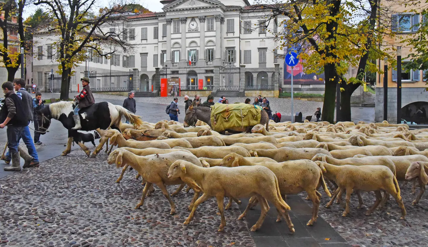 Torna il festival del Pastoralismo, centinaia di pecore in centro città /FOTO