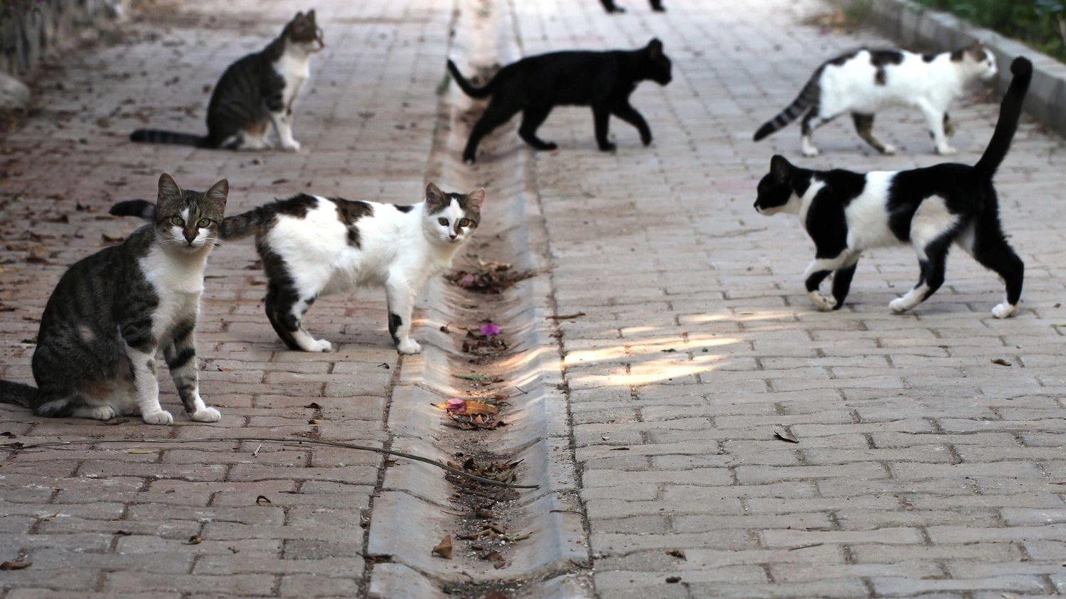Una colonia di gatti (foto di repertorio)