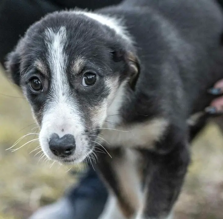 "Hanno cercato di impiccare il mio cane"