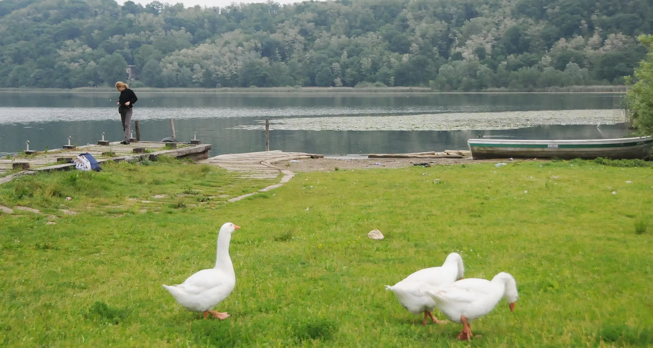 L’Alserio soffoca: il lago dimenticato