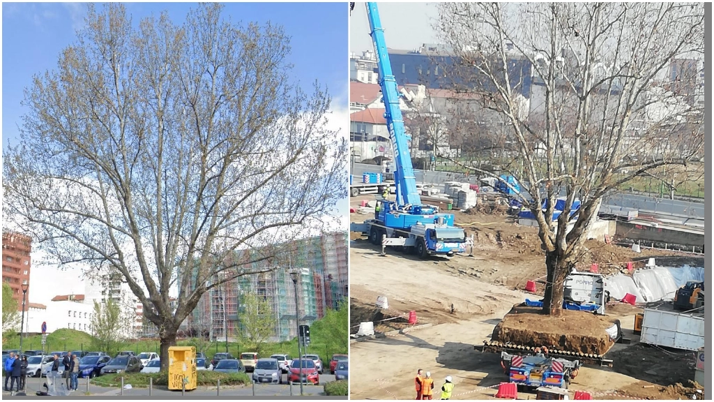 Il grande platano solitario di Monte Ortigara. A destra, i lavori nel cantiere Beic per trasferire l'albero (Foto dalla pagina Facebook La Loggia di Calvairate)