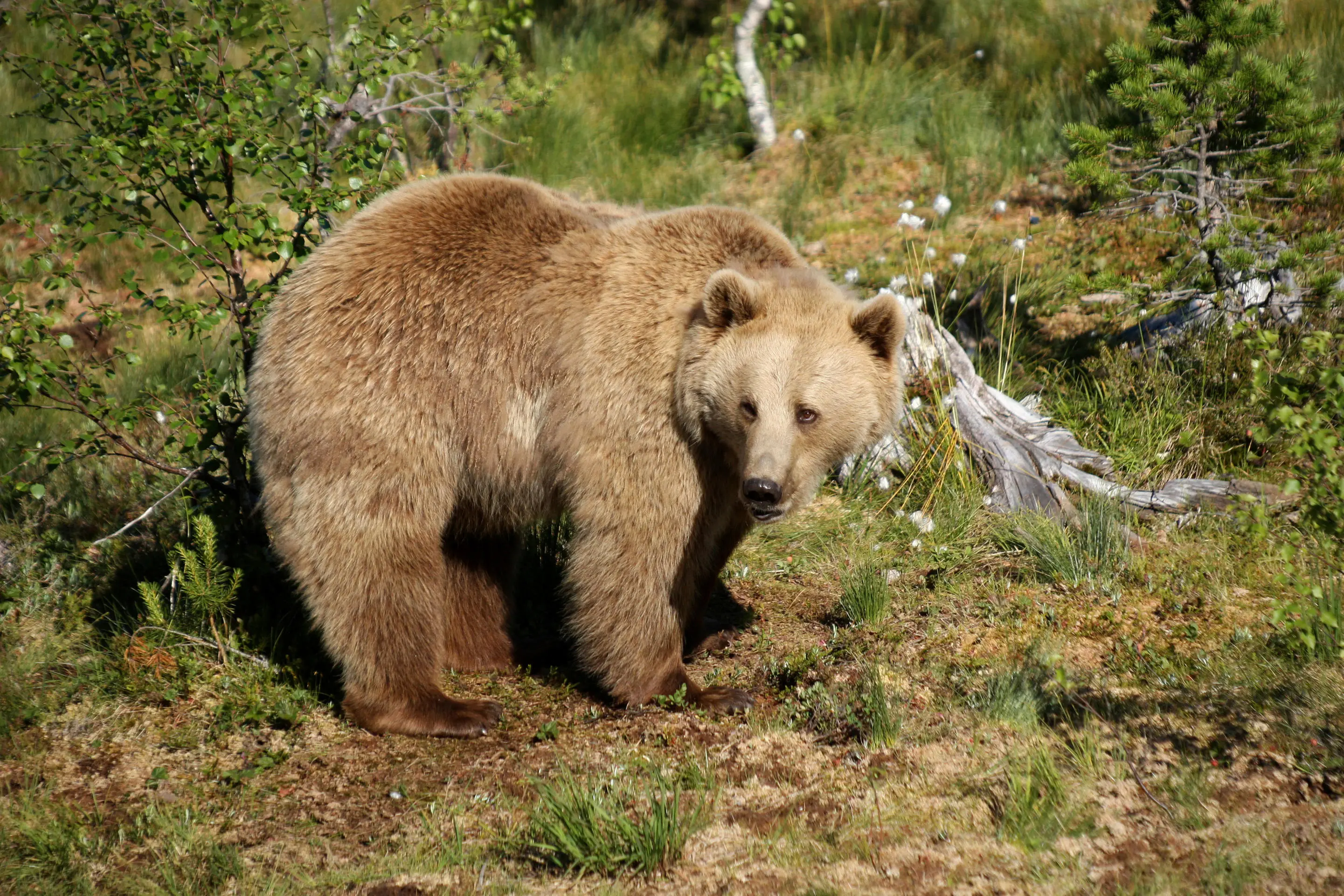 L’orso è affamato, altre 6 pecore sbranate