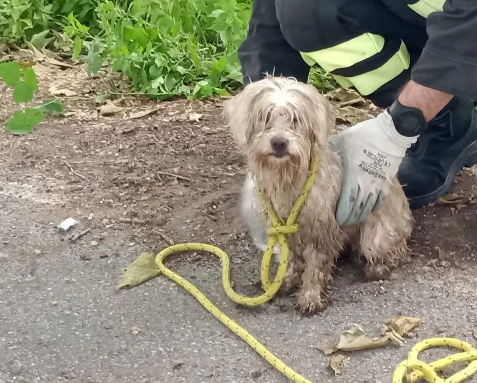 Pepe, il cane abbandonato ha trovato una famiglia