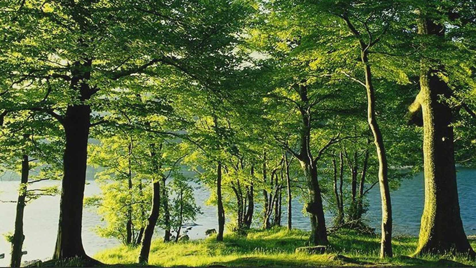 Il 26% del territorio lombardo è ricoperto da boschi e foreste