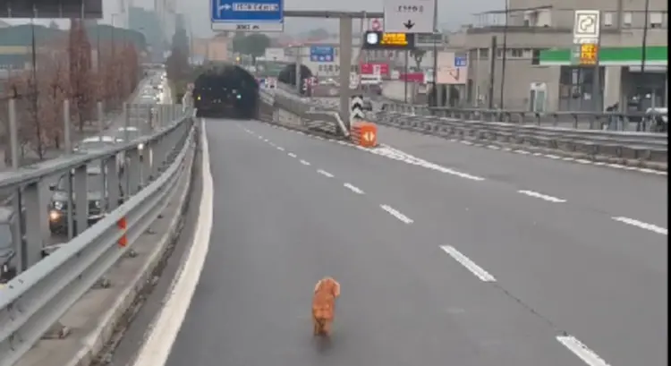 Lecco, cane corre in mezzo alla Statale 36: camionista blocca il traffico e salva Balo