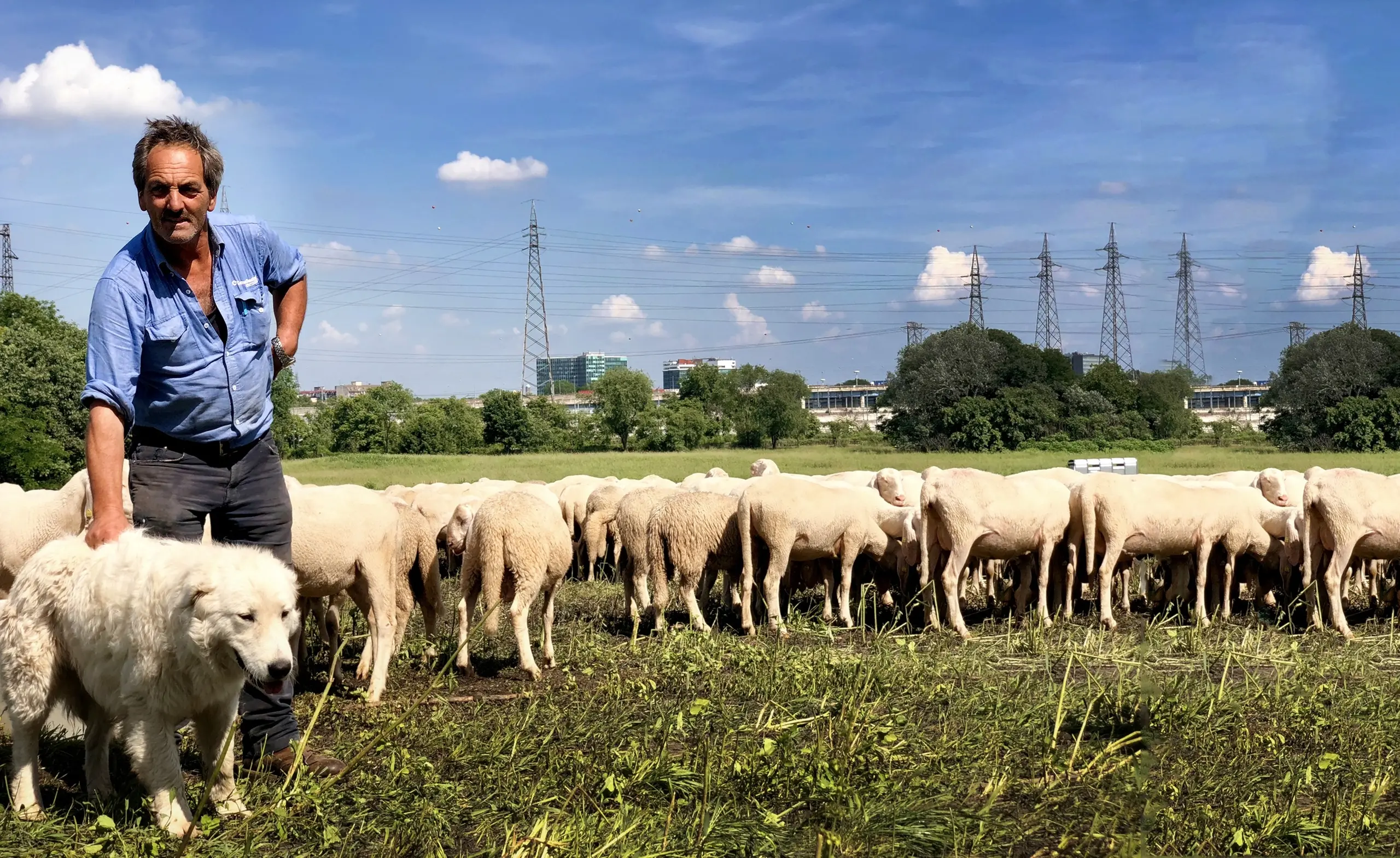 Un pastore di città... sullo sfondo di fabbriche e uffici