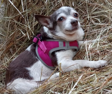 Cani da salvare a Villanterio. La storia di Jola: tanti cuccioli, poi scopre il mondo e l’affetto