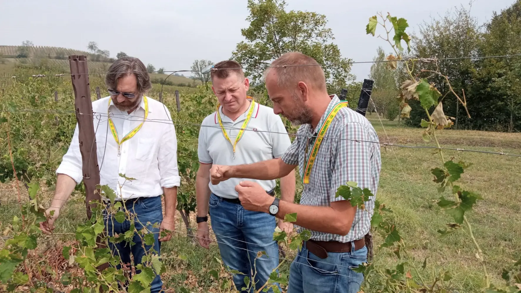 Maltempo, danni fino a oltre l'80% del raccolto nei vigneti in Valle Versa