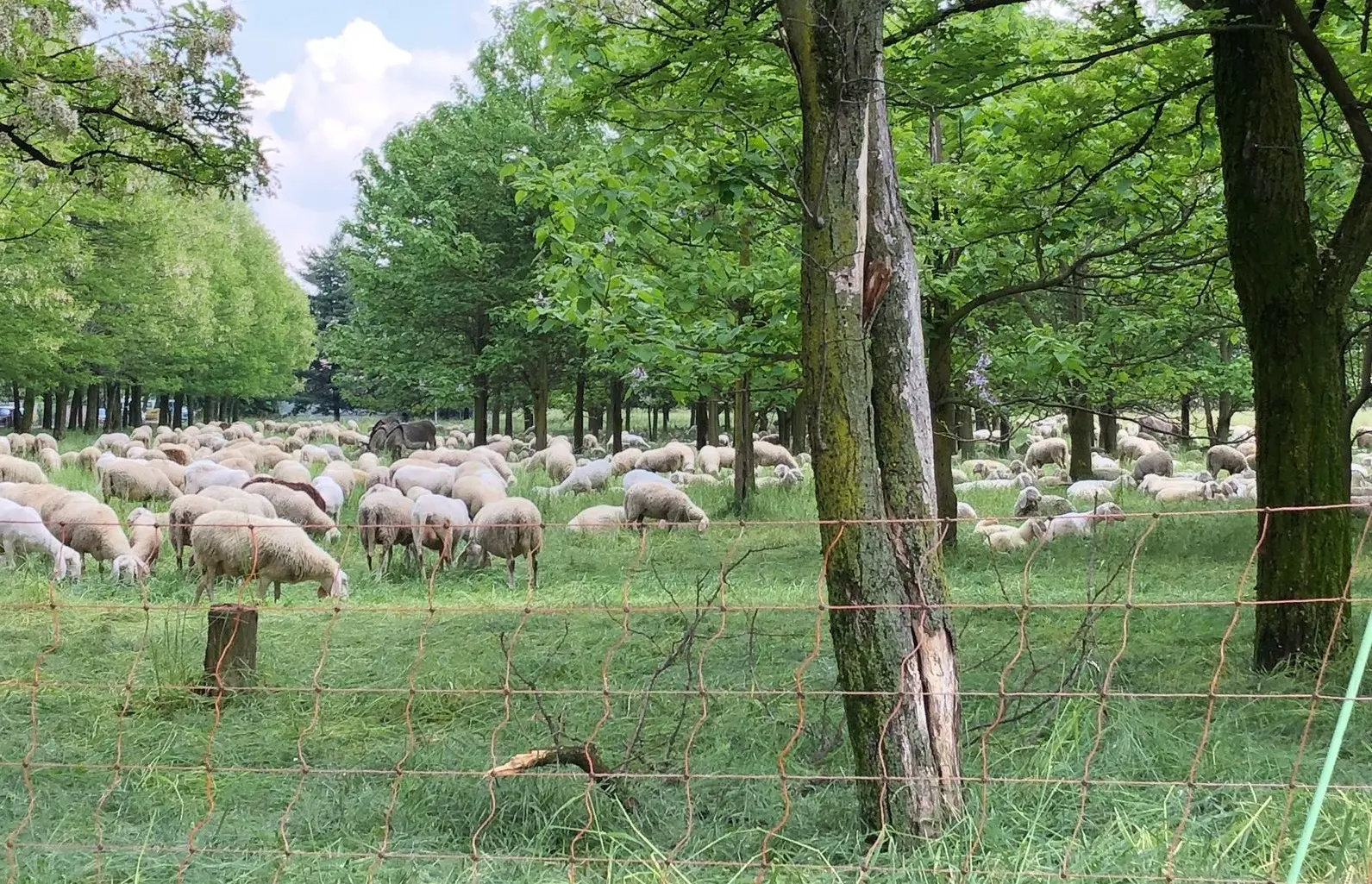 Lissone, in città arrivano le pecore e i residenti protestano col Comune