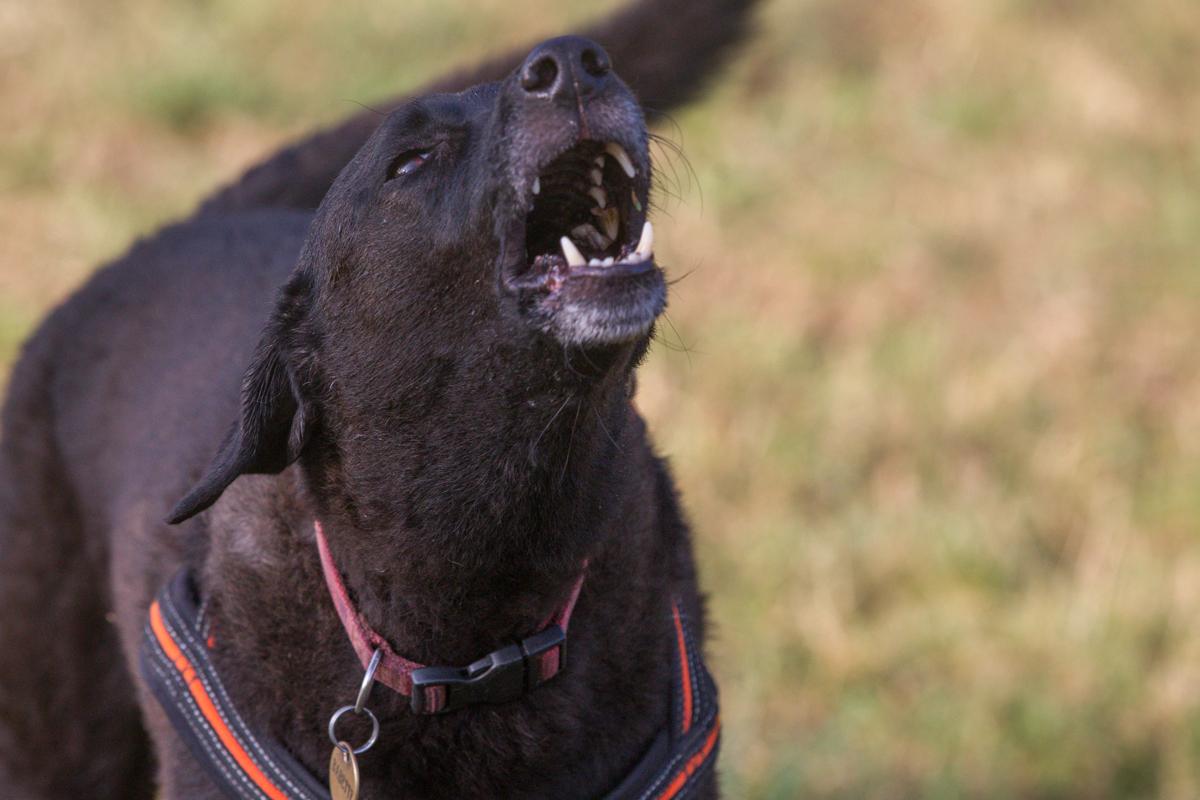 Cane Morde E Aggredisce Tre Persone Ferito Anche Bimbo Di Anni Denunciata Padrona