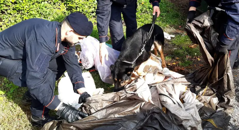 Molteno, retata nei boschi dello spaccio: smantellati i bivacchi dello spaccio