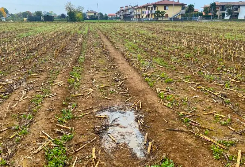 Scomparso da Milano e trovato morto in un campo a Verdello: la strana storia di Kabir