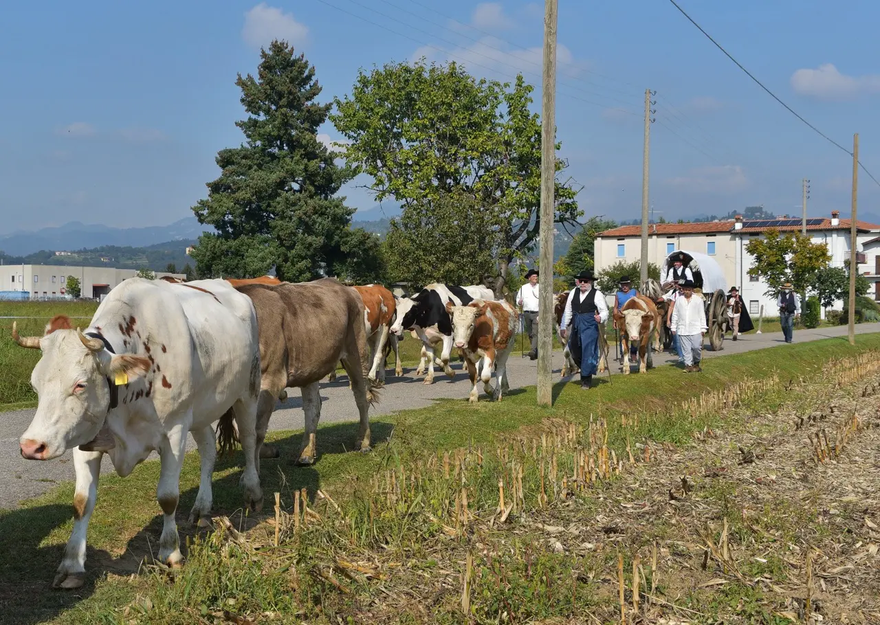 C'era una volta la transumanza e c'è ancora: da Bergamo a Lodi seguendo i pastori