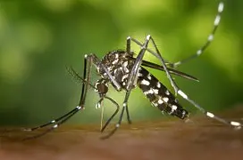 Monza, allarme dengue: disinfestazione straordinaria