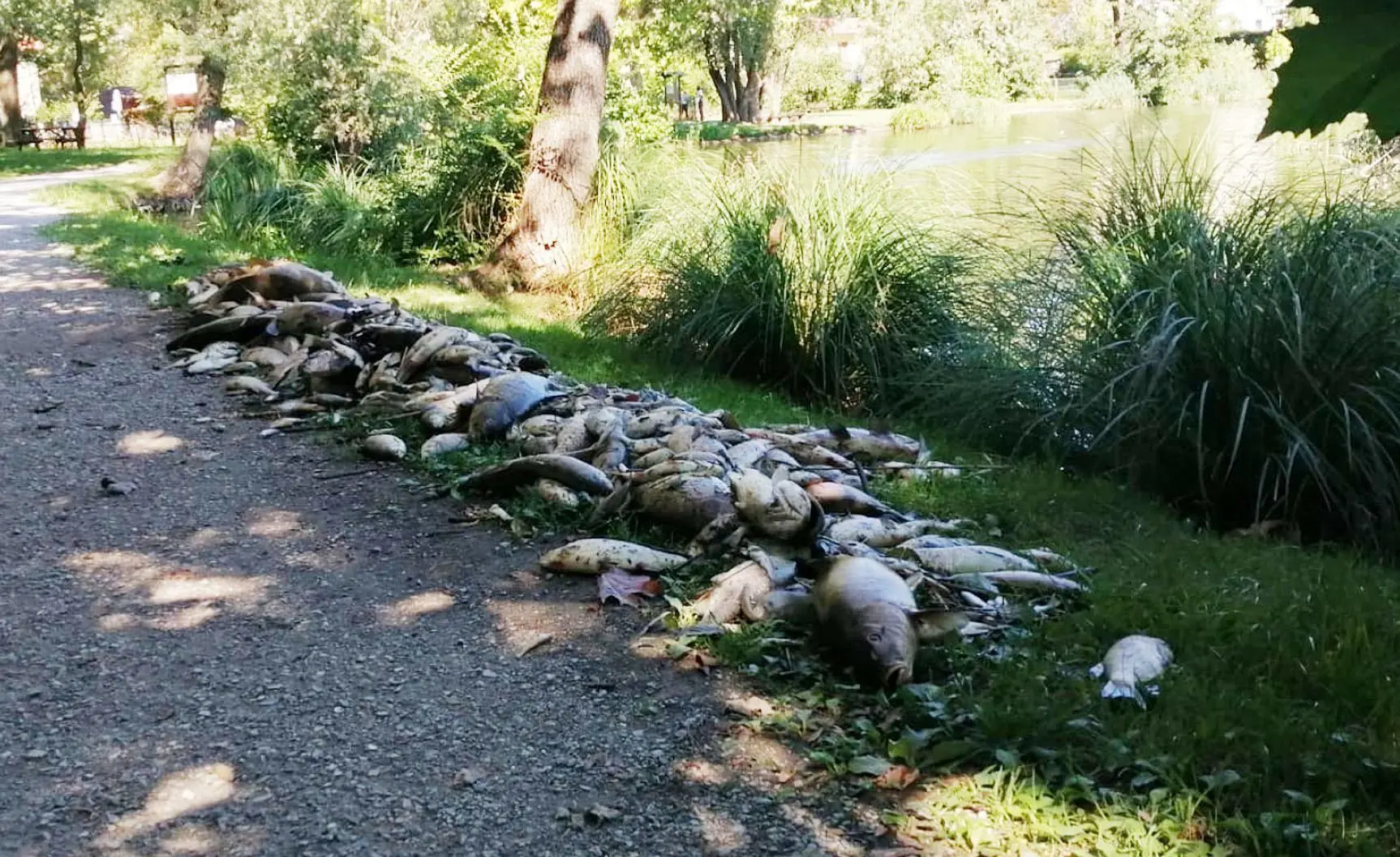 Lago acido: strage di pesci